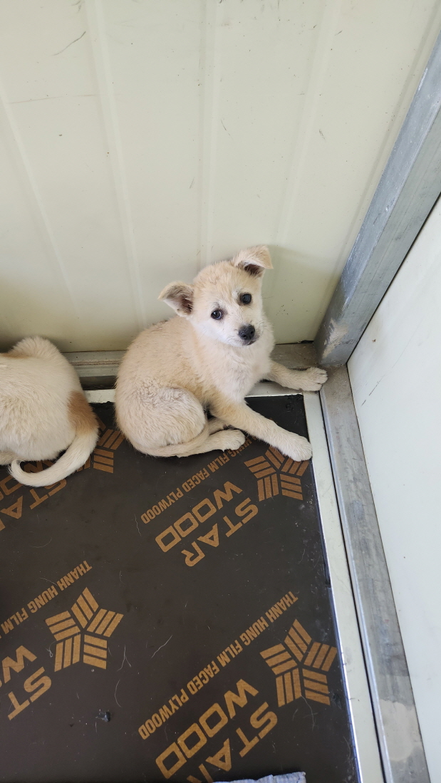 익산유기동물보호소_445468202400964